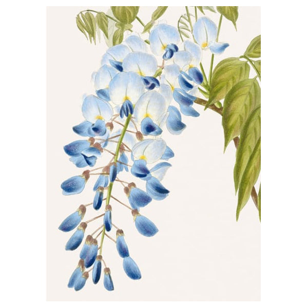 Wisteria Card