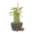 Amuseables Potted Bamboo Plush