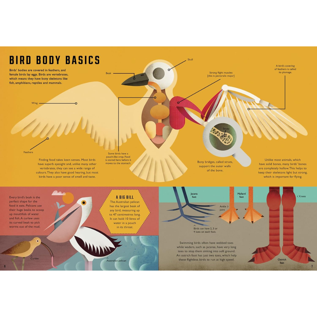 Illustration of a bird with labeled body parts on a yellow background