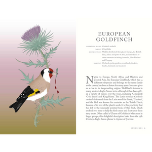 Illustration of a European Goldfinch with a thistle on a gradient background