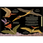 Illustration of various pterodactyls on a black background