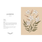 Floriography: An Illustrated Guide to the Victorian Language of Flowers
