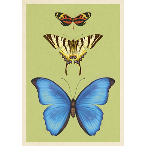 Three butterflies on a green background