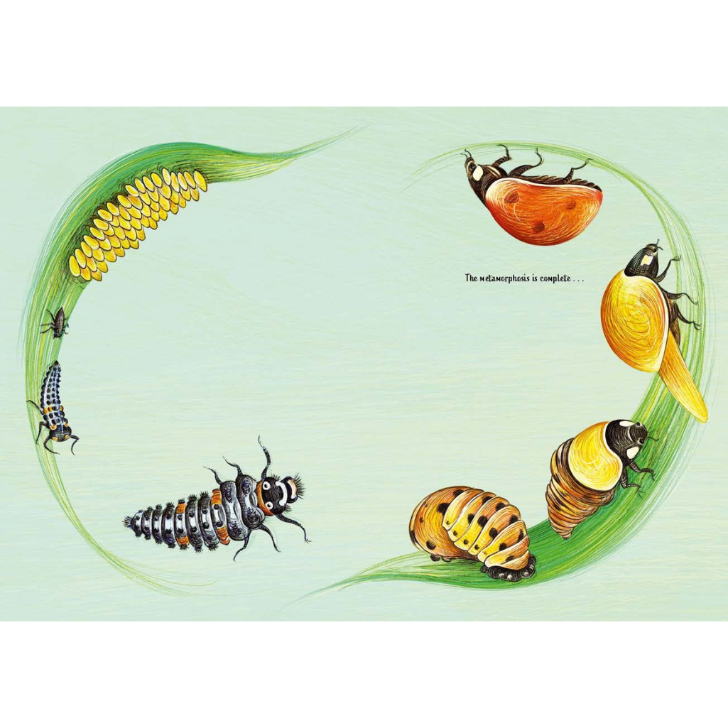 Illustration of a butterfly life cycle on a light green background