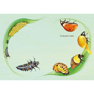 Illustration of a butterfly life cycle on a light green background
