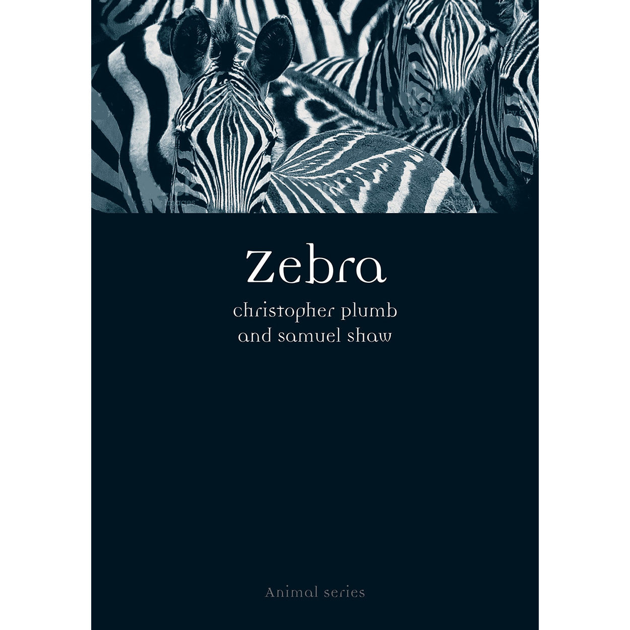 Zebra Front Cover (Paperback)