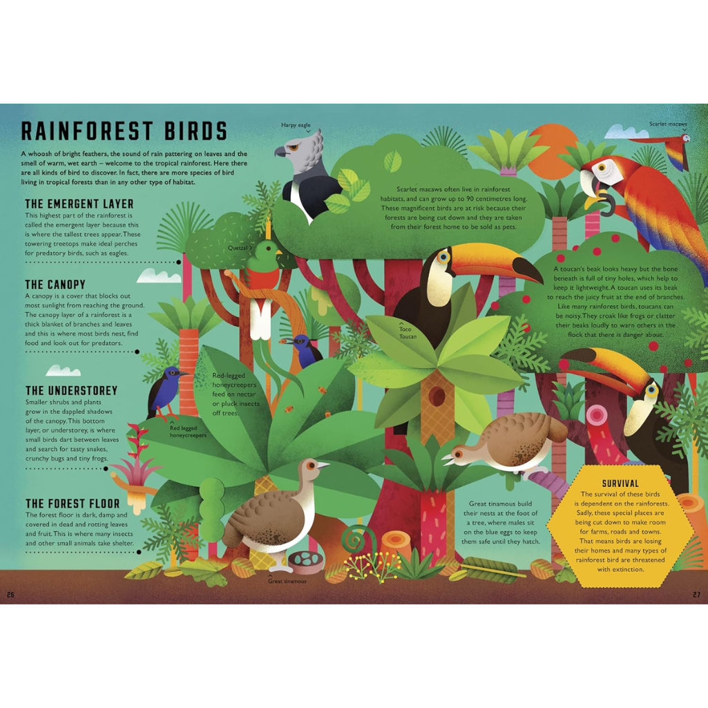 Illustration of rainforest birds and plants with text labels on a green background