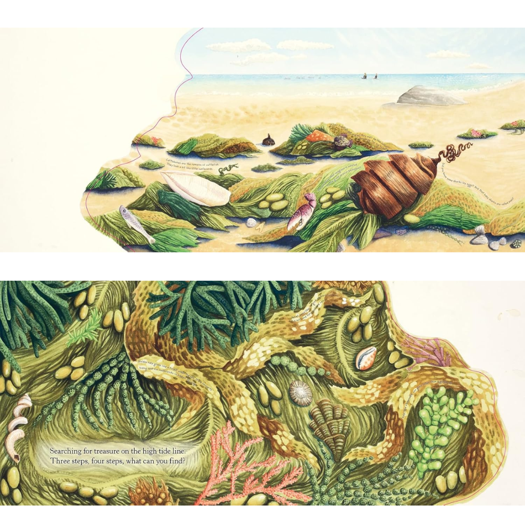 Illustration of a beach scene with seashells and ocean life, transitioning into a close-up of seaweed and marine plants.