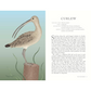 Illustration of a curlew with descriptive text on a book page.