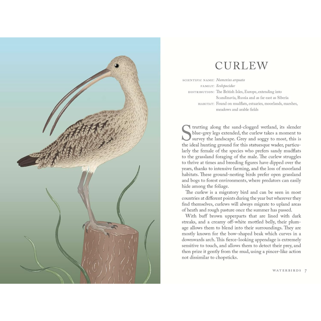 Illustration of a curlew with descriptive text on a book page.