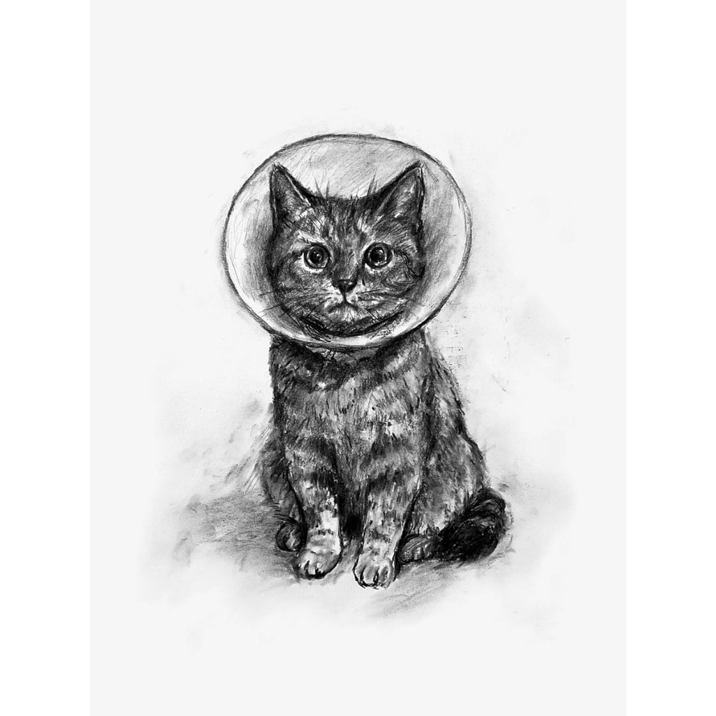 Pencil drawing of a cat wearing a cone collar on a white background