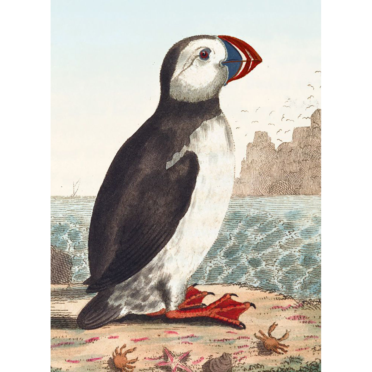 Alca Arctica Puffin Card