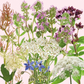 Selection of flowers in the Forage Seedbom