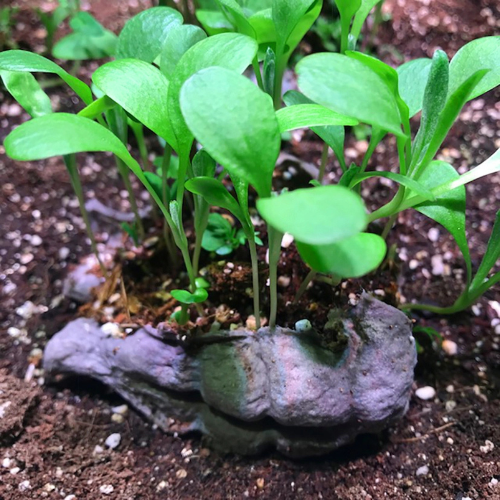 Image of seedbom in the wild
