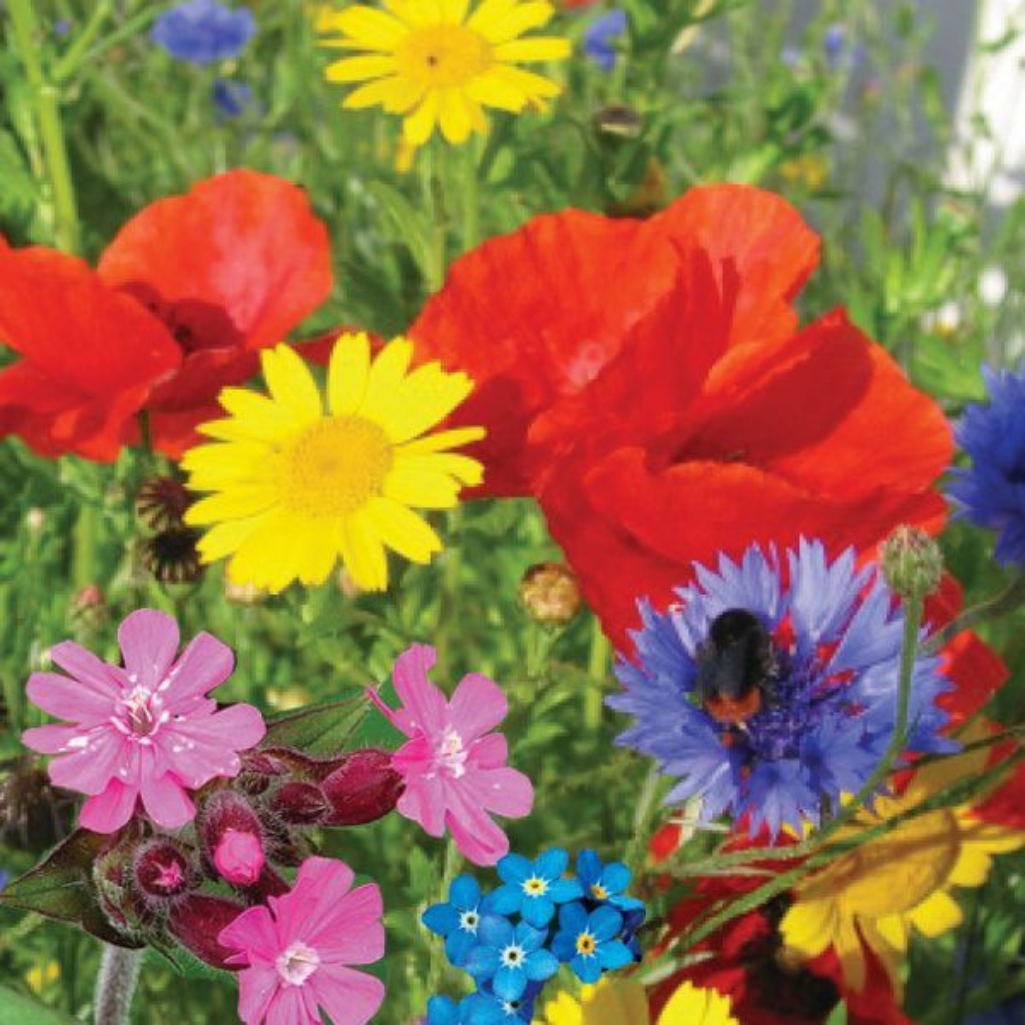 Urban Bloomer Seedbom image of flowers blooming
