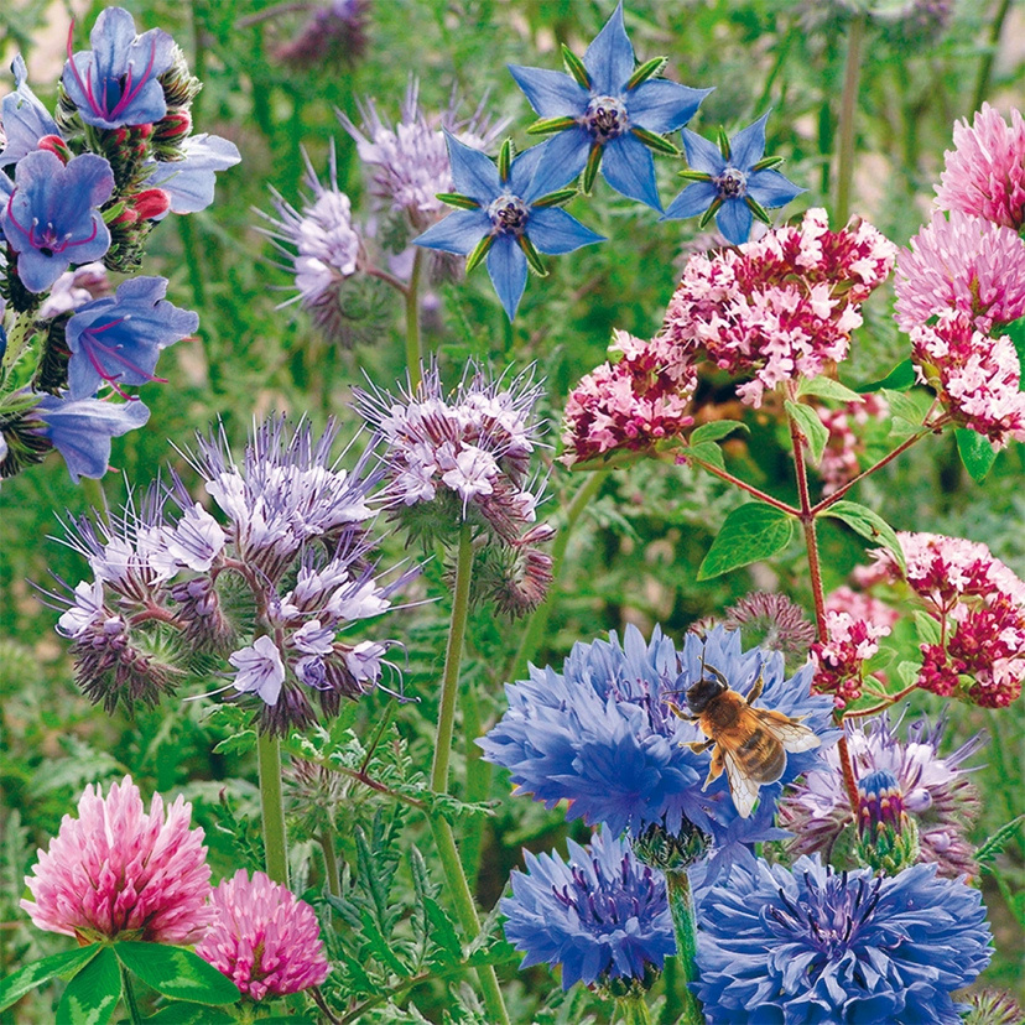 Pollinator Seedbom image of the flowers blooming