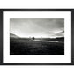 Four trees, Rannock Moor, 1981