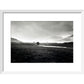 Four trees, Rannock Moor, 1981
