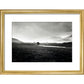 Four trees, Rannock Moor, 1981