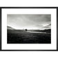 Four trees, Rannock Moor, 1981