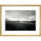 Four trees, Rannock Moor, 1981