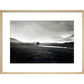 Four trees, Rannock Moor, 1981