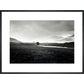Four trees, Rannock Moor, 1981