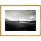 Four trees, Rannock Moor, 1981