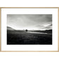 Four trees, Rannock Moor, 1981