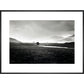 Four trees, Rannock Moor, 1981