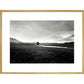 Four trees, Rannock Moor, 1981