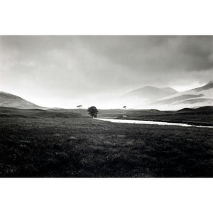 Four trees, Rannock Moor, 1981
