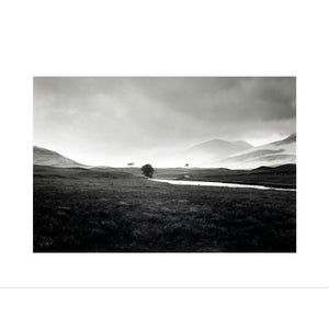 Four trees, Rannock Moor, 1981