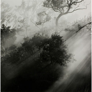 Light shining through trees