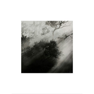 Light shining through trees