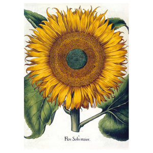 Sunflower Card