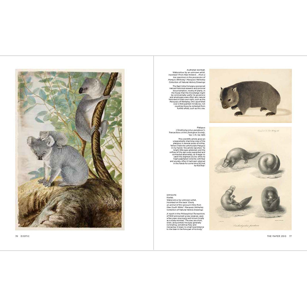 The Paper Zoo: 500 years of Animals in Art Hardback British Library Inside Pages
