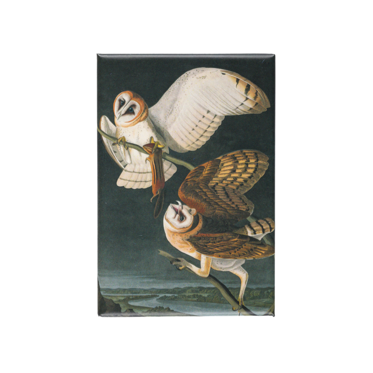 Image of American Barn Owls Magnet