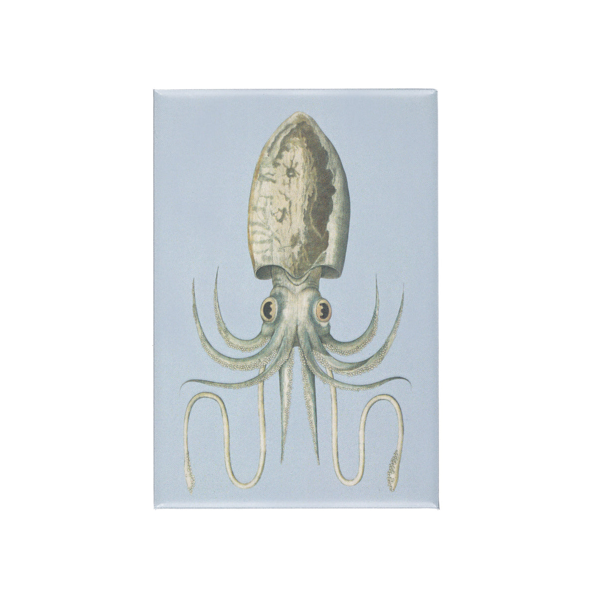 Squid Magnet