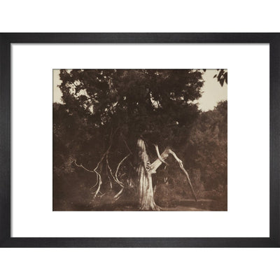 An Aged Red Cedar in the Grounds of Mount Edgcumbe print in black frame