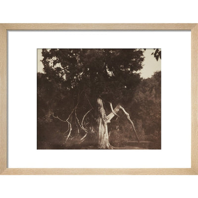 An Aged Red Cedar in the Grounds of Mount Edgcumbe print in natural frame
