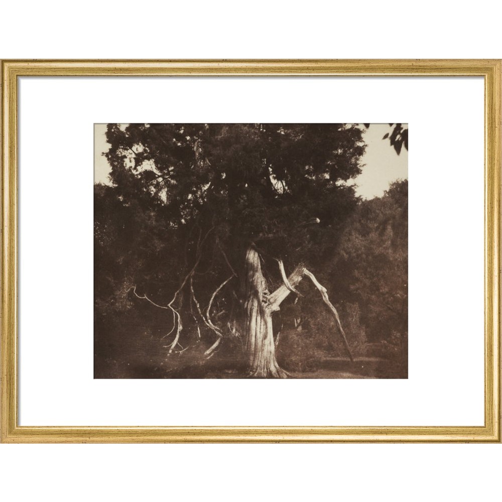 An Aged Red Cedar in the Grounds of Mount Edgcumbe print in gold frame