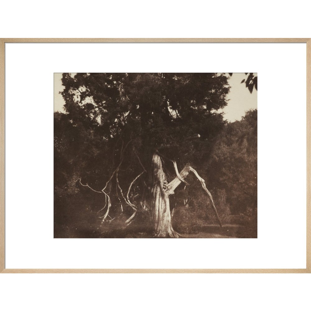 An Aged Red Cedar in the Grounds of Mount Edgcumbe print in natural frame