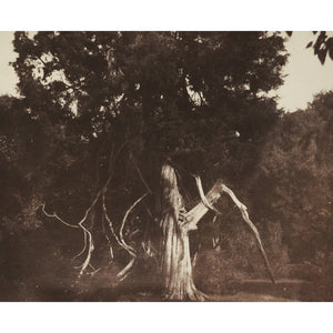 An Aged Red Cedar in the Grounds of Mount Edgcumbe print