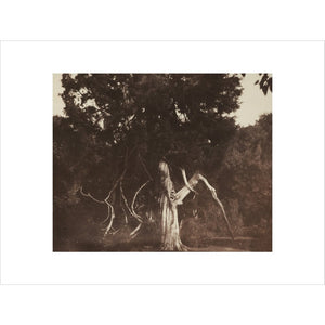 An Aged Red Cedar in the Grounds of Mount Edgcumbe print unframed
