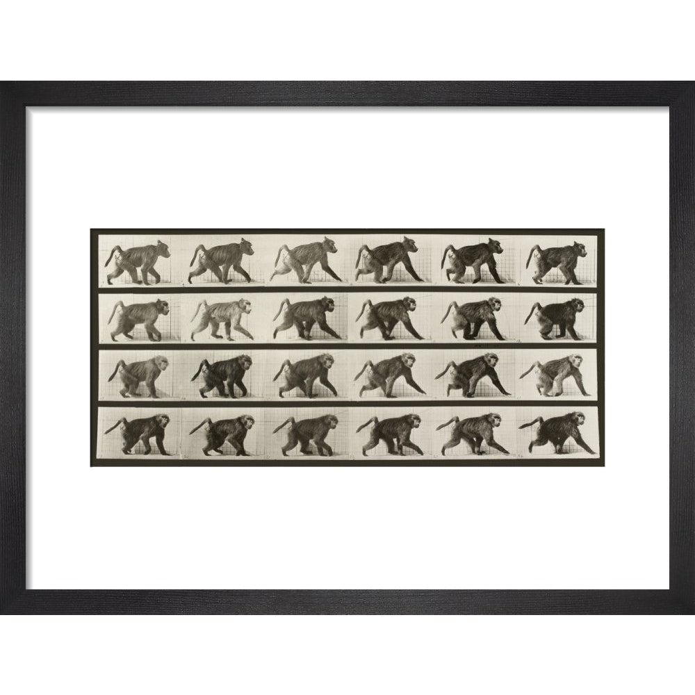 Baboon Walking on All Fours print in black frame