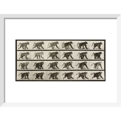 Baboon Walking on All Fours print in white frame