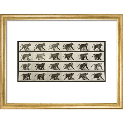 Baboon Walking on All Fours print in gold frame