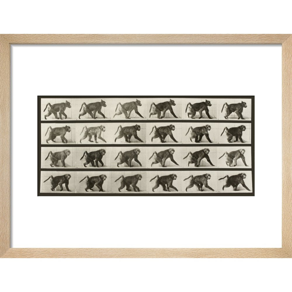 Baboon Walking on All Fours print in natural frame
