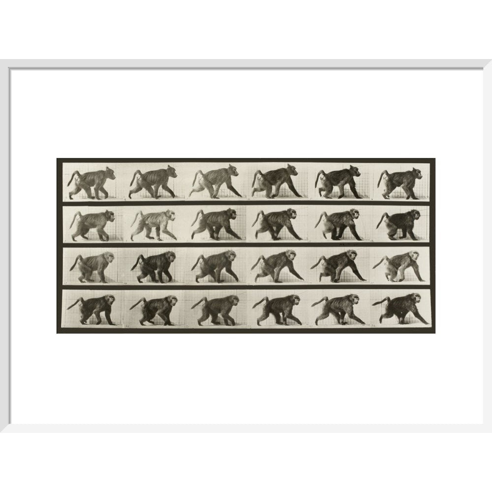 Baboon Walking on All Fours print in white frame